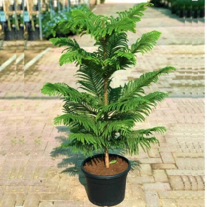 Araucaria heterophylla, Norfolk Island Pine Outdoor
