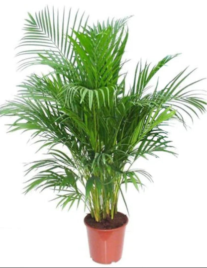 Areca Palm, Chrysalidocarpus lutescens (Indoor)