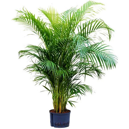 Areca Palm, Chrysalidocarpus lutescens (Indoor)